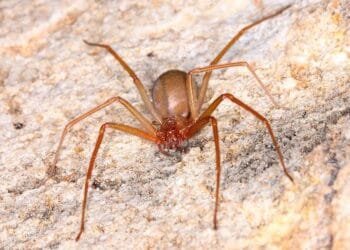 Crédito da Imagem: Reprodução/Instituto Butantan