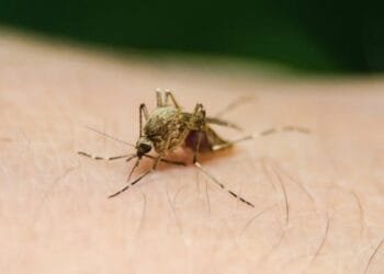 Crédito da Imagem: Reprodução